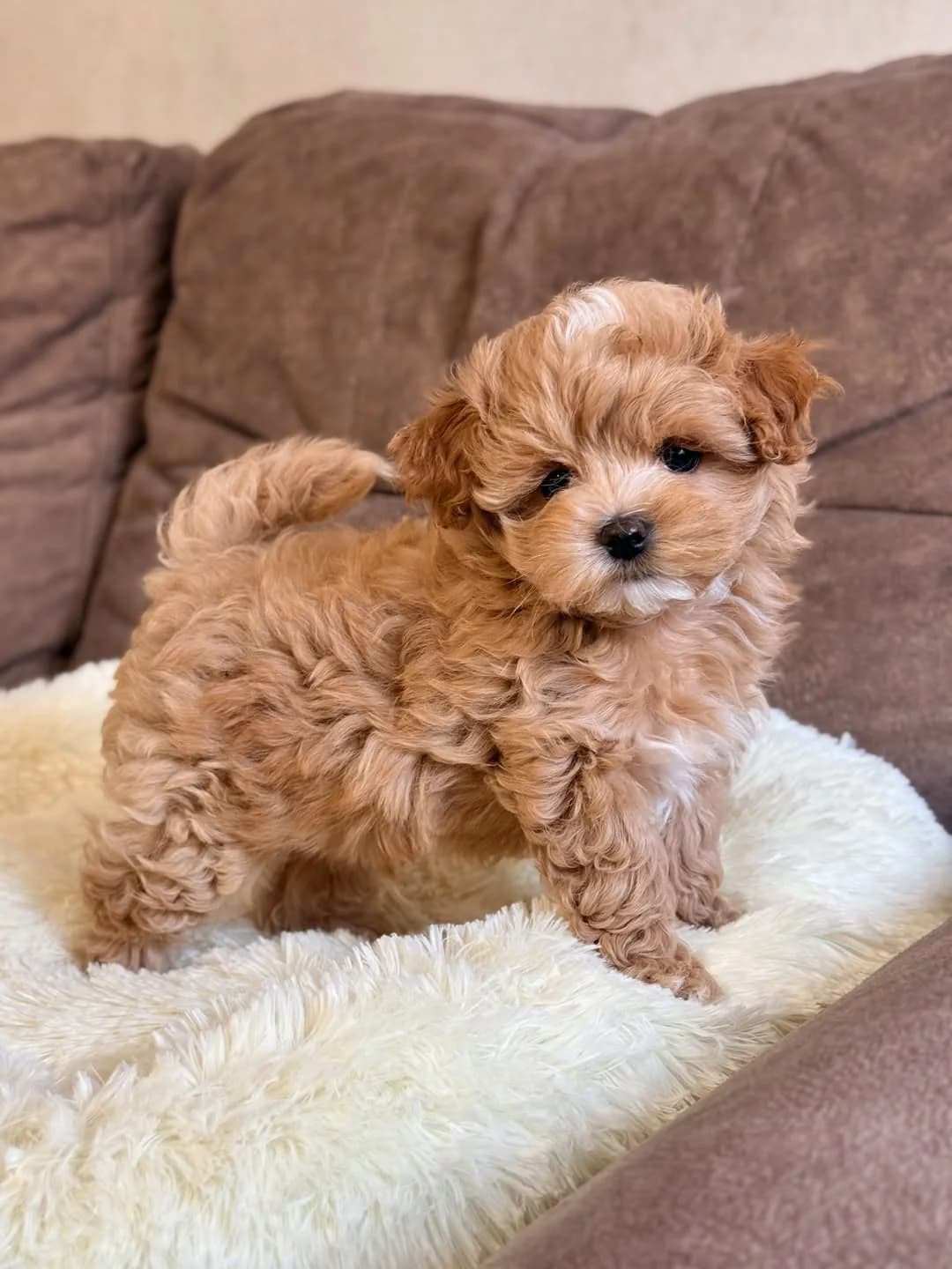 Flauschige Maltipoo-Welpen (Lucie/Fred), female puppy Mixed Breed for adoption at Petsearch.ch, Zurich