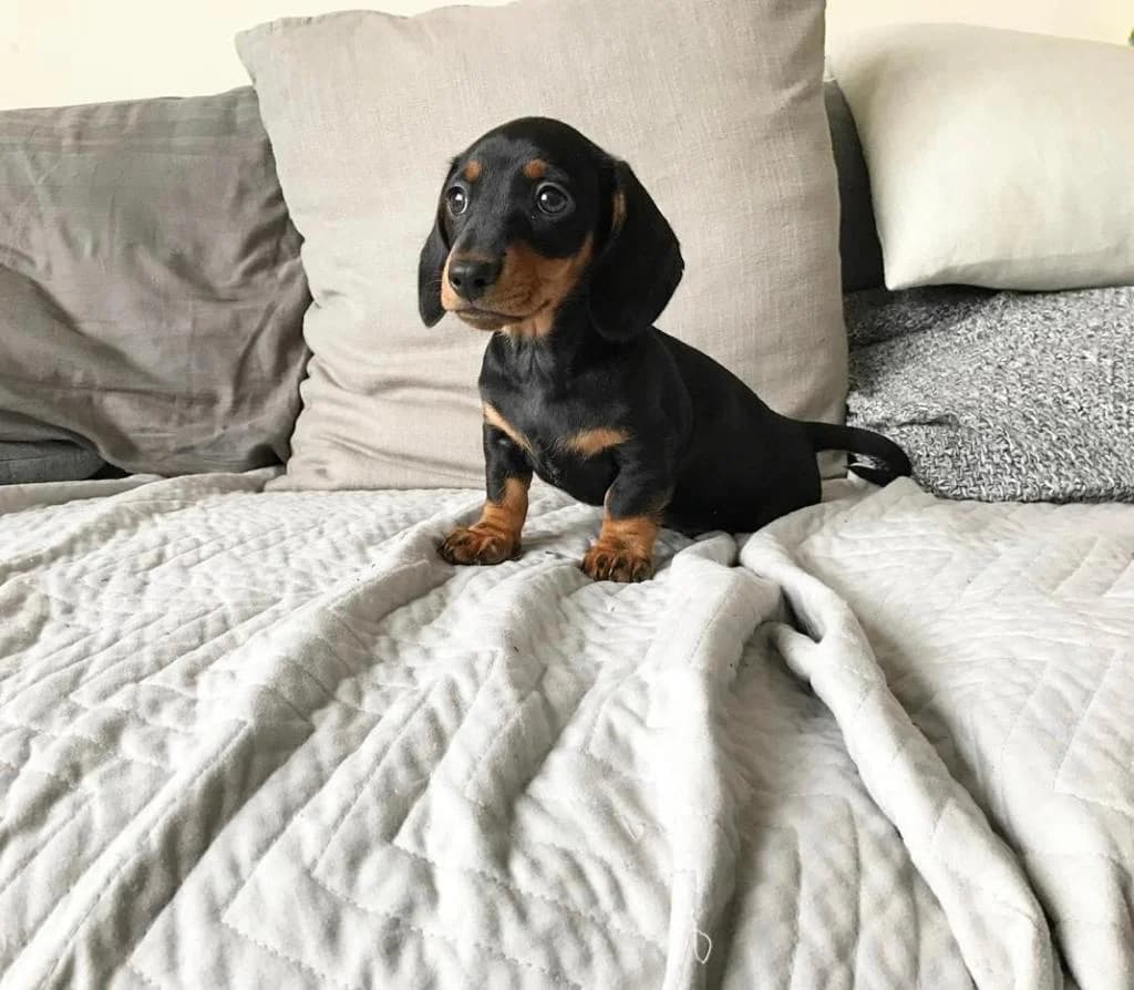 Dackelwelpen (Vera/Benn), female puppy Mixed Breed for adoption at Petsearch.ch, Zurich