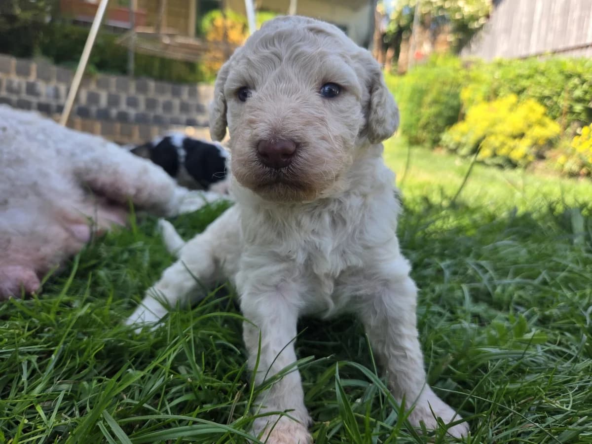 WaterDoodle Welpen apricot beige m+w Wasserhund x Pudel Welpen Allergikerhund, female puppy Mixed Breed for adoption at Petsearch.ch, Zurich