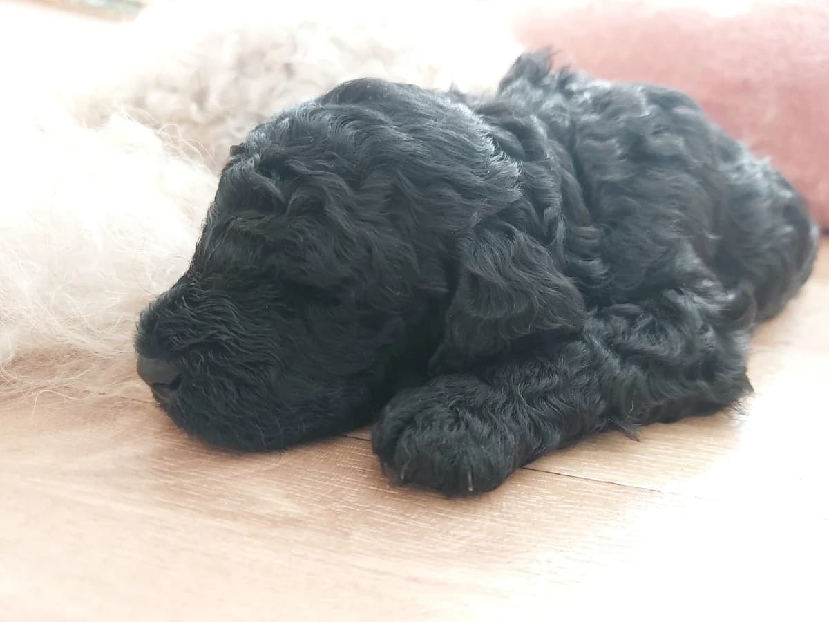Kleinpudel Welpen suchen Familie, female puppy Mixed Breed for adoption at Petsearch.ch, Zurich