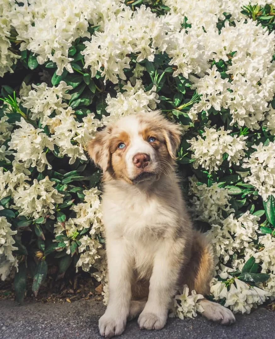 Bezaubernder Welpe, male puppy Mixed Breed for adoption at Petsearch.ch, Zurich
