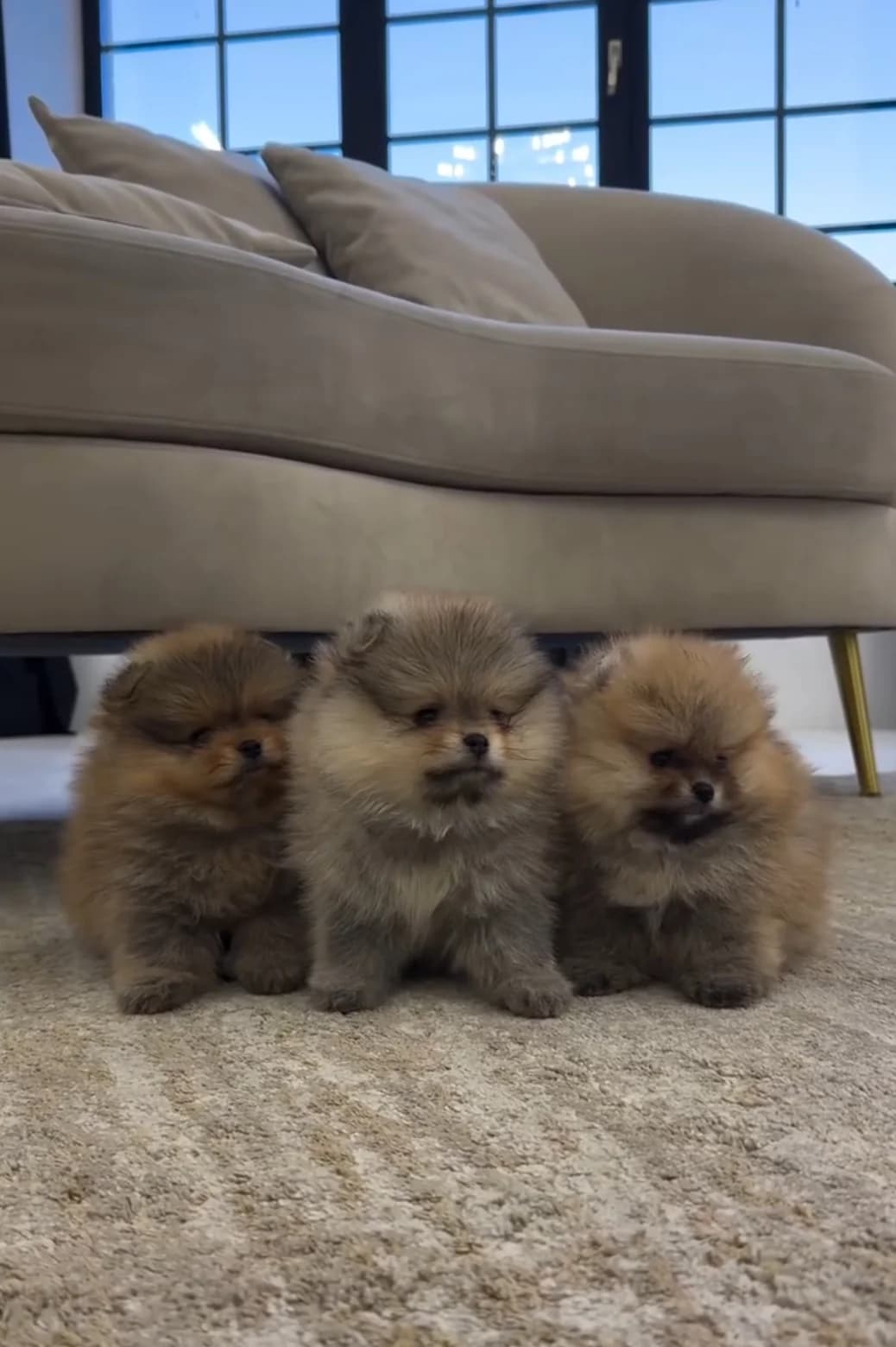 Zwergspitz Pomeranian Welpen, female young Mixed Breed for adoption at Petsearch.ch, Zurich