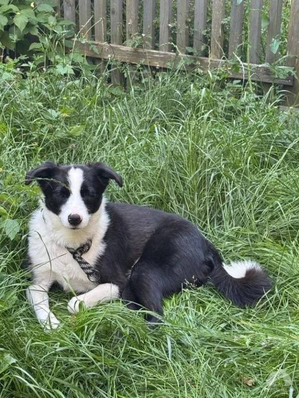 Liebevolle Hündin Joy sucht ihr Zuhause, female puppy Mixed Breed for adoption at Petsearch.ch, Zurich