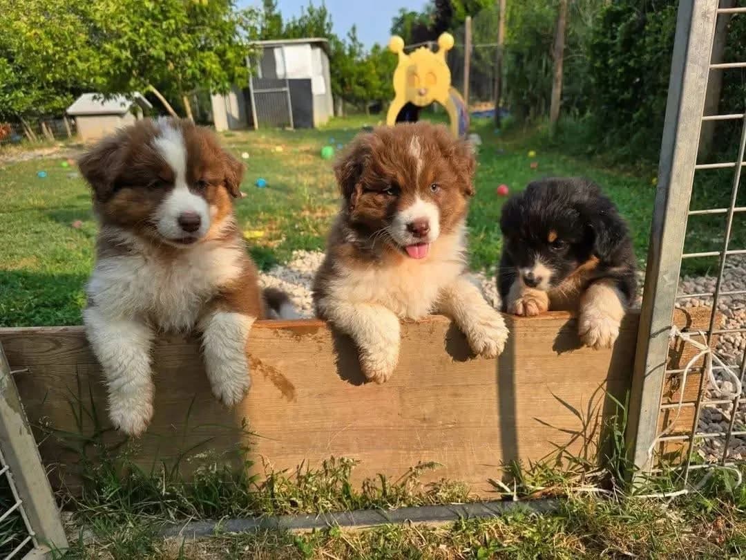 Reinrassige Australian Shepherd Welpen, female puppy Mixed Breed for adoption at Petsearch.ch, Zurich