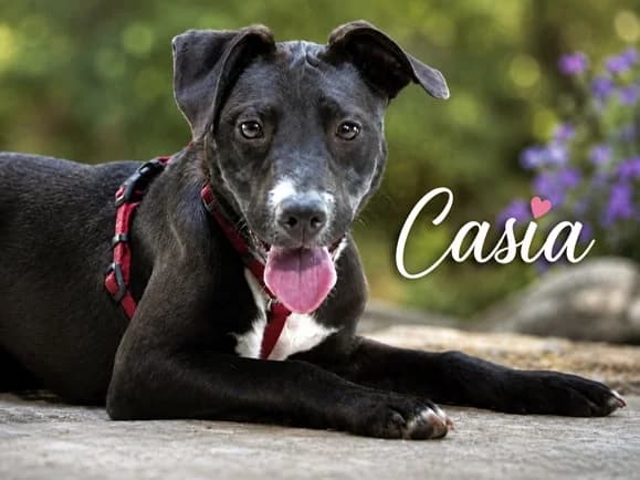 Casia – eine kleine Entdeckerin, female young Mixed Breed for adoption at Petsearch.ch, Zurich