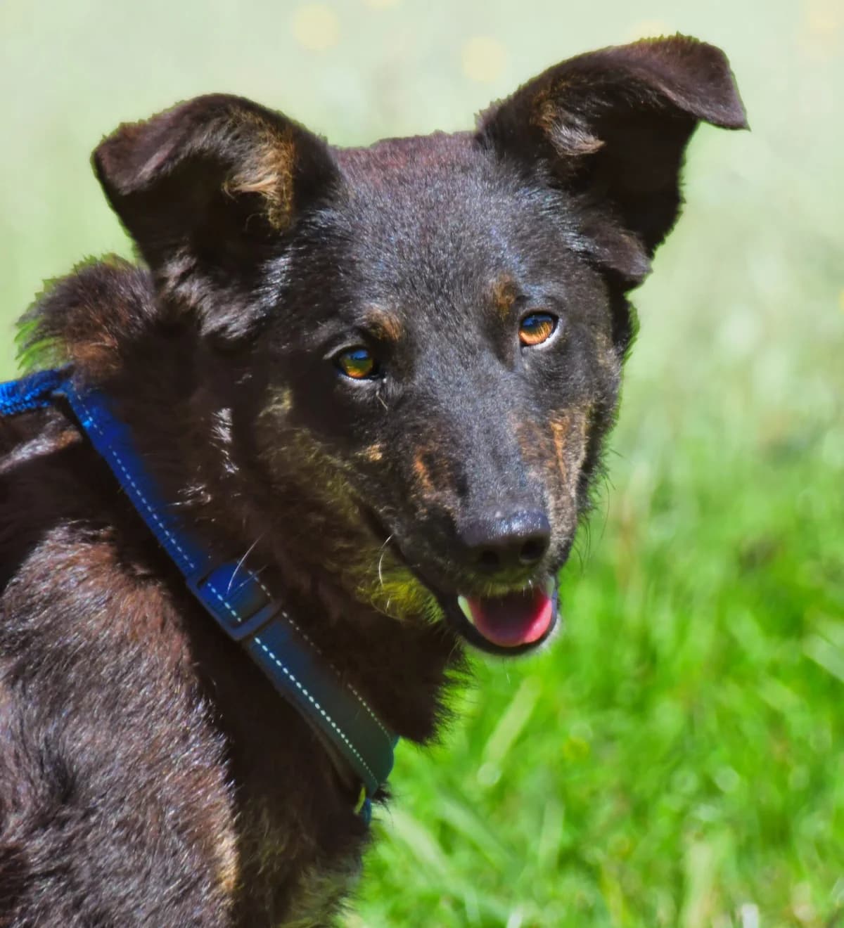 Amora – ruhig und ausgeglichen, female young Mixed Breed for adoption at Petsearch.ch, Zurich