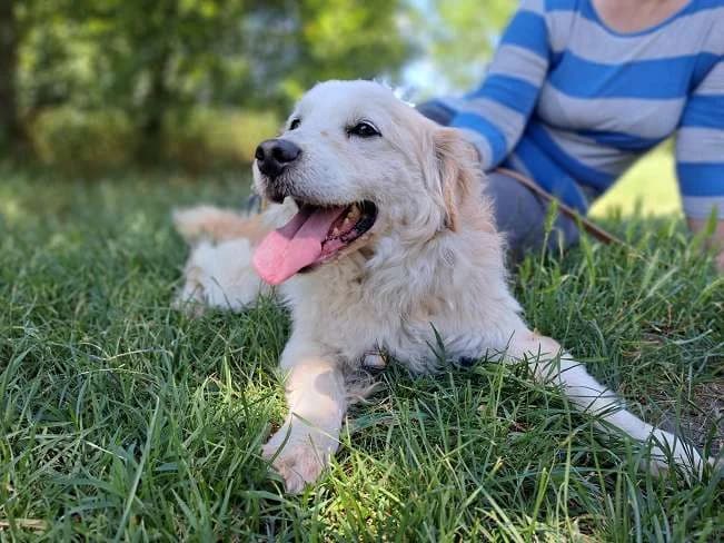 KIFLI, bezaubernder Mischlingsrüde, ca. 9 Jahre, 35cm, 11kg, female 3yo Mixed Breed for adoption at Petsearch.ch, Zurich