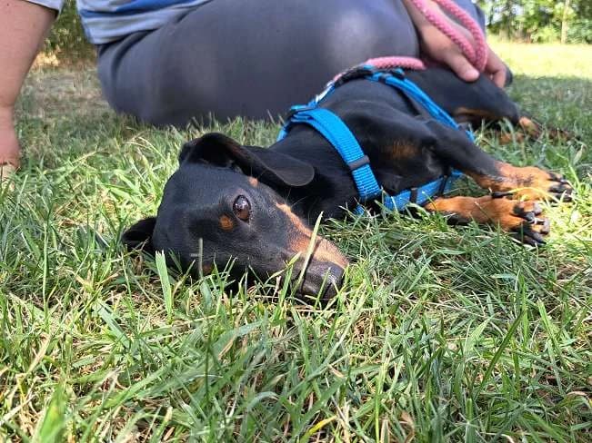 SZILVA, niedliche Hündin, ca. 4 Jahre, 21cm, 5,2kg, female 3yo Mixed Breed for adoption at Petsearch.ch, Zurich