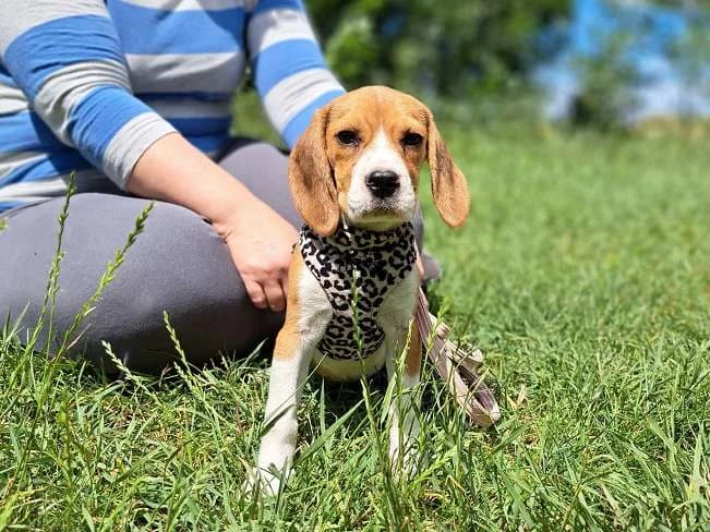 NOVA, süßes Hundemädchen, ca. 3,5 Monate, 25cm, 3,6kg, female 3yo Mixed Breed for adoption at Petsearch.ch, Zurich