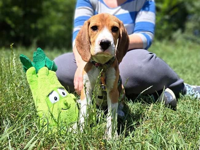 TOFFEE, bezaubernder Hundebub, ca. 3,5 Monate, 26cm, 3,3kg, female 3yo Mixed Breed for adoption at Petsearch.ch, Zurich