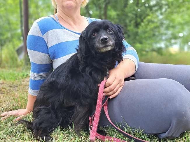 WHITNEY, zauberhafte Mischlingshündin, ca. 7 Jahre, 32cm, 8,5kg, female 3yo Mixed Breed for adoption at Petsearch.ch, Zurich