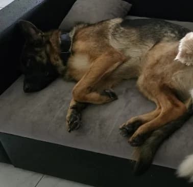 Zum verkaufen, female puppy Mixed Breed for adoption at Petsearch.ch, Zurich