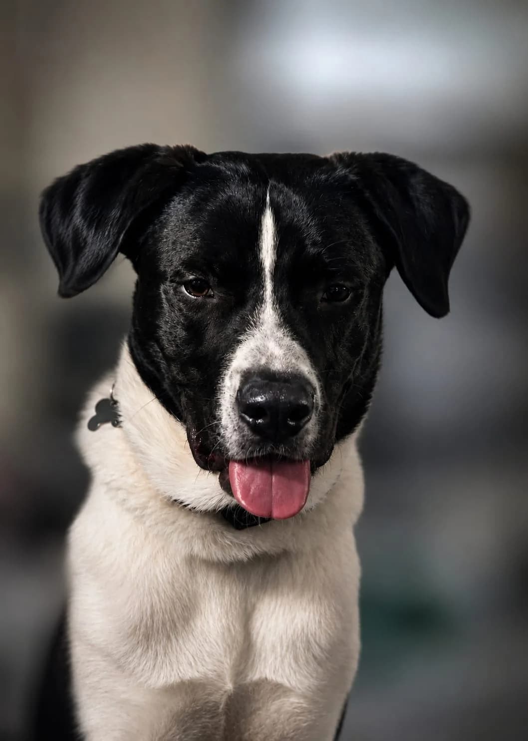 Floki sucht hundeerfahrenes Zuhause, male young Mixed Breed for adoption at Petsearch.ch, Zurich