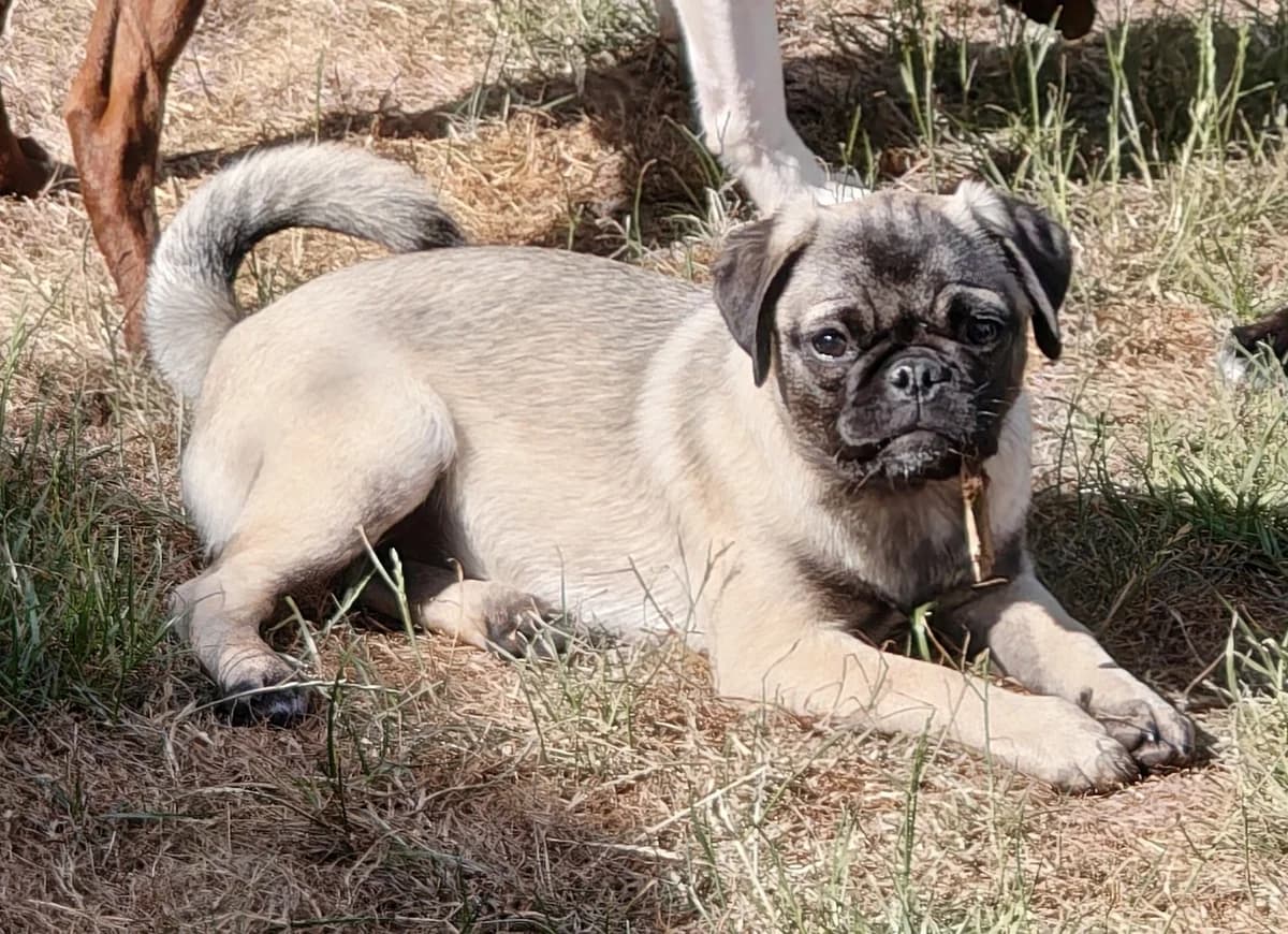 Retro-Mops, female young Mixed Breed for adoption at Petsearch.ch, Zurich