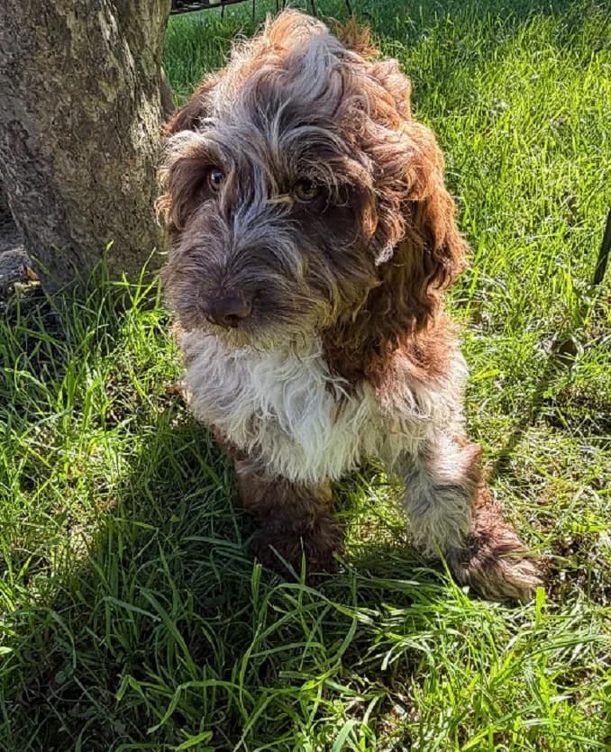 Englisch Cockerdoodle in Sonderfarben, male puppy Mixed Breed for adoption at Petsearch.ch, Zurich