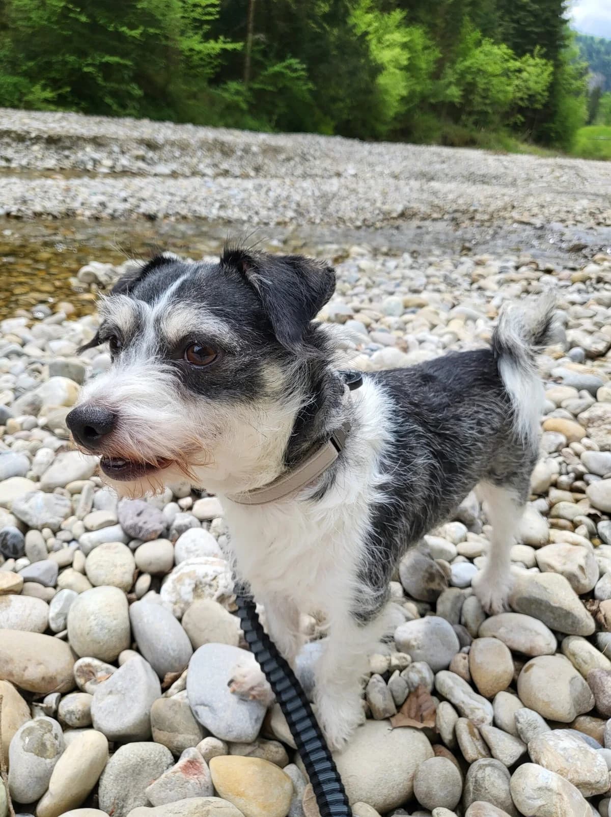 Bolonka Mischling 3-jährig sucht…, male puppy Mixed Breed for adoption at Petsearch.ch, Zurich
