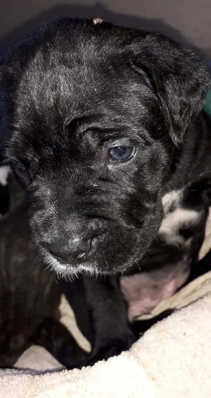 Süsse Cane Corso Welpen reinrassig suchen Lebensplatz, female 5yo Mixed Breed for adoption at Petsearch.ch, Zurich