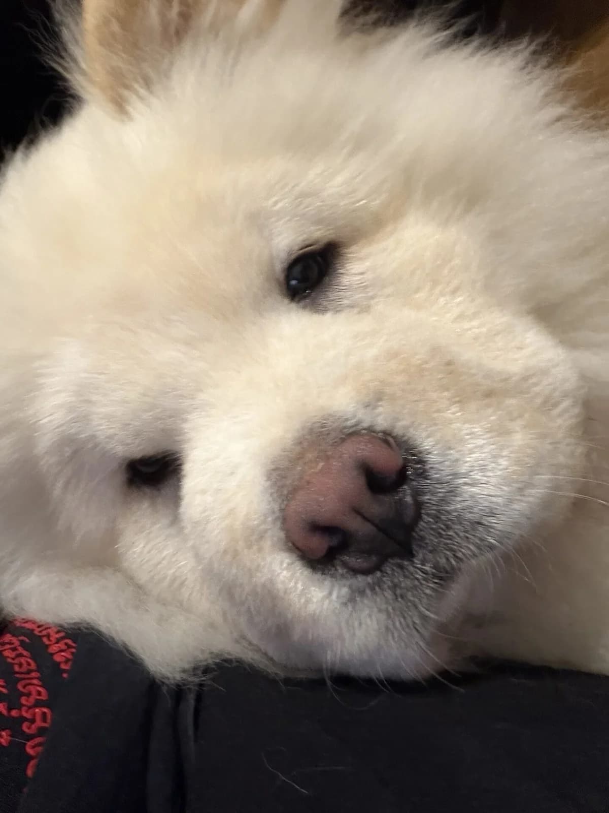 Chow Chow (Männlich) abzugeben, male puppy Mixed Breed for adoption at Petsearch.ch, Zurich