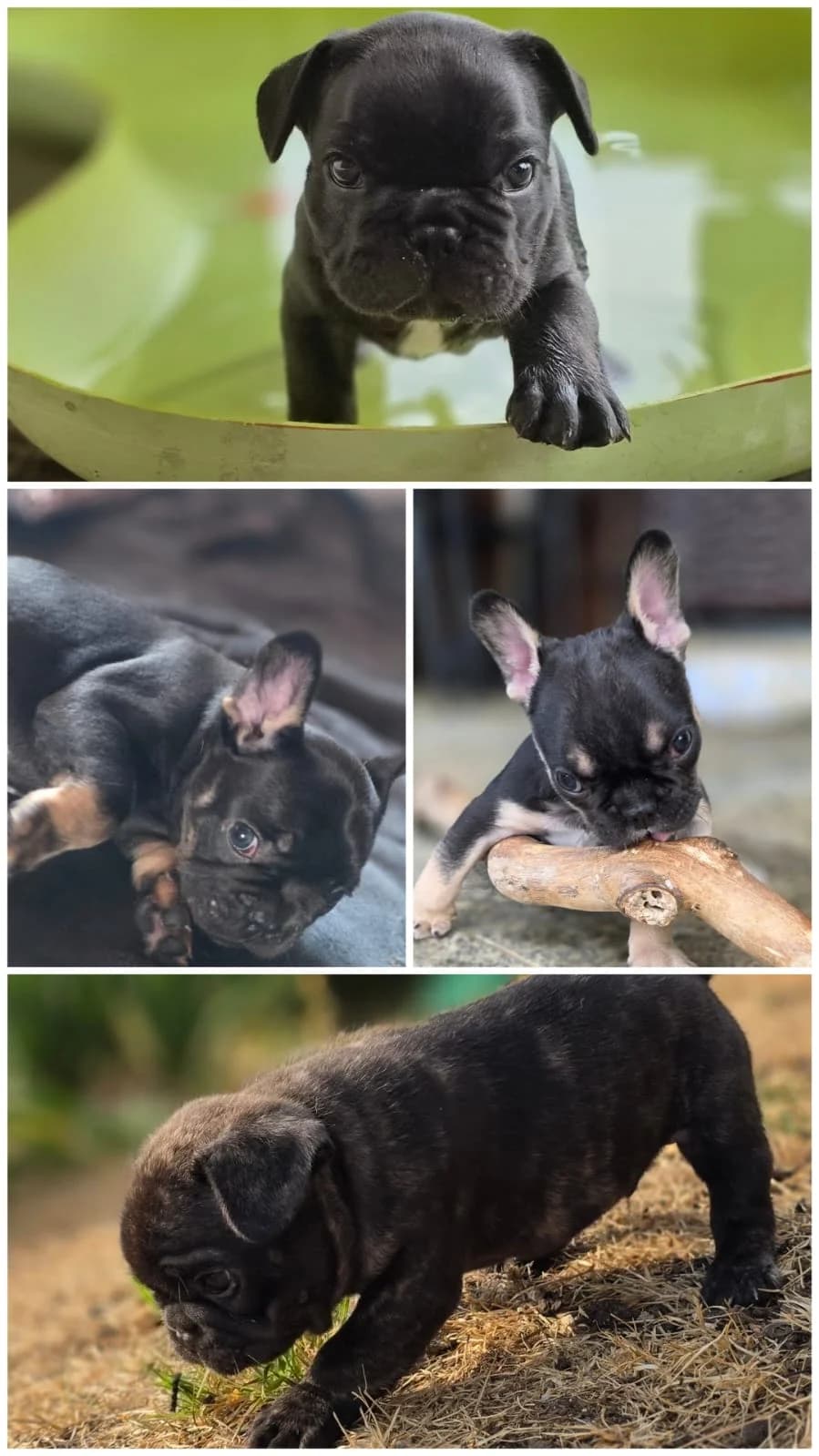 Französische Bulldoggen Welpen suchen ein liebevolles Zuhause, male puppy Mixed Breed for adoption at Petsearch.ch, Zurich