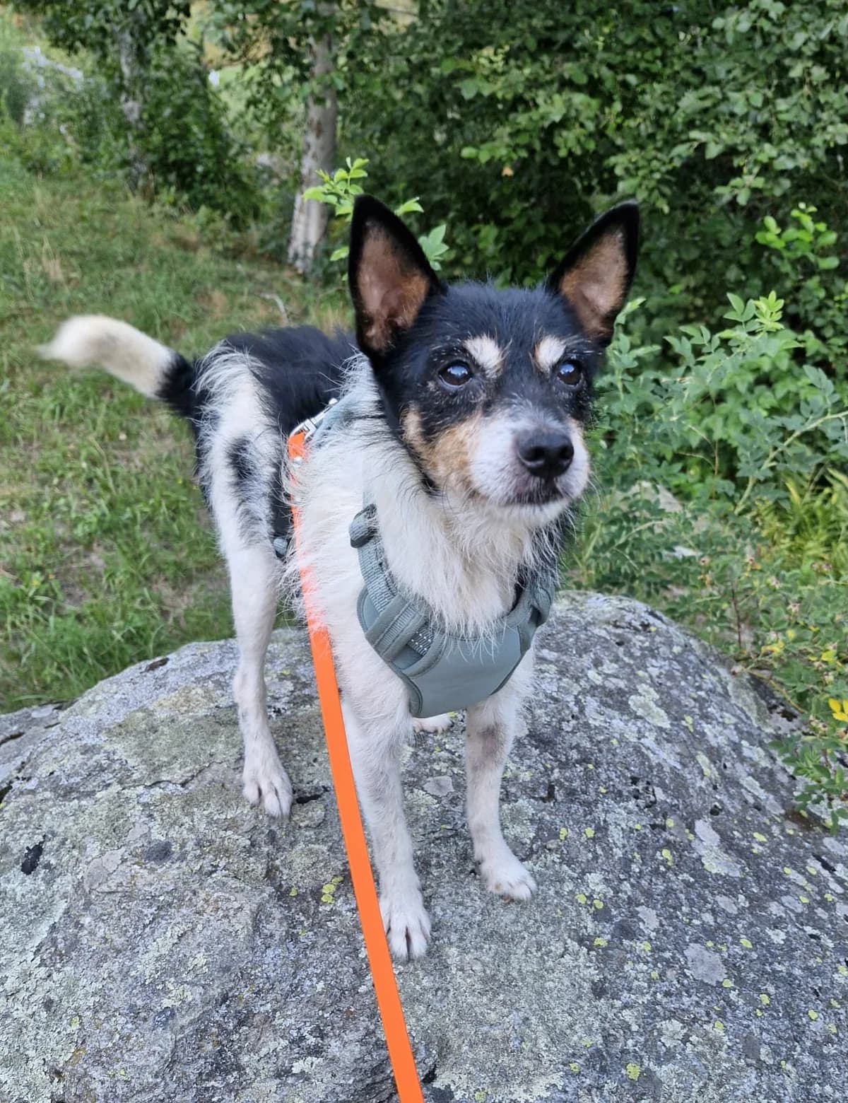 Wuschel Turron, male young Mixed Breed for adoption at Petsearch.ch, Zurich