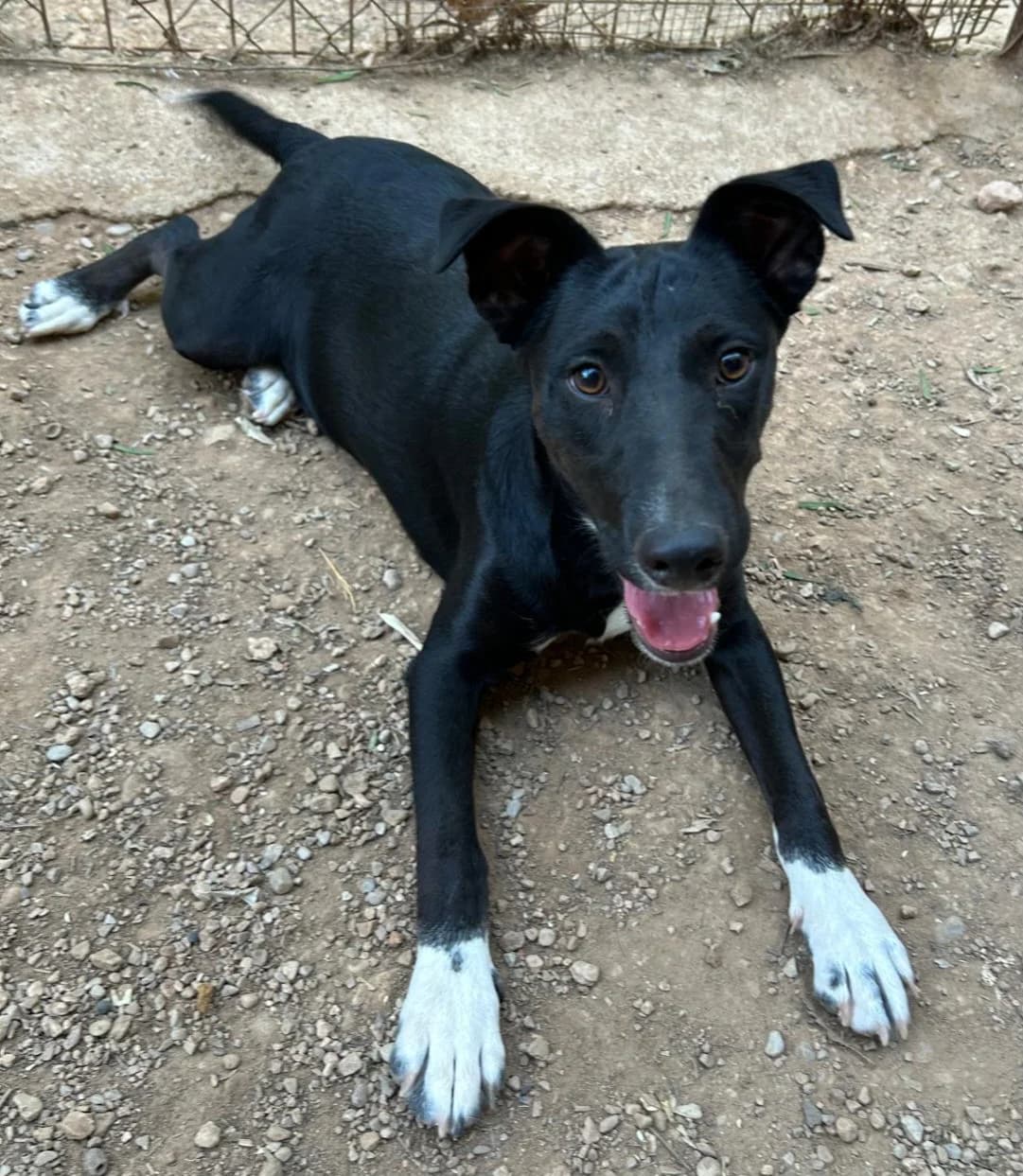 Podenco Benji, male young Mixed Breed for adoption at Petsearch.ch, Zurich