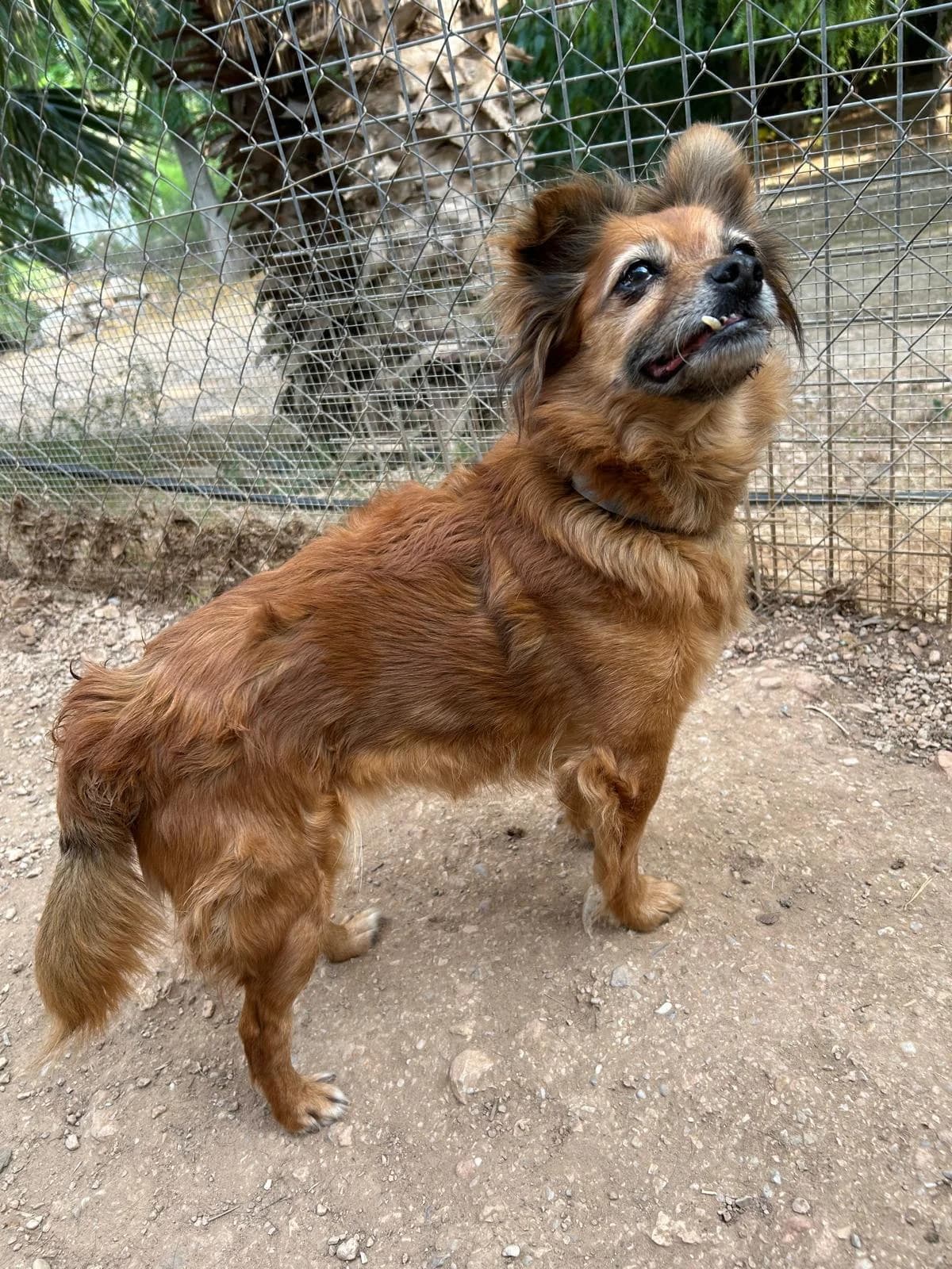 Chihuahua Trufa, female young Mixed Breed for adoption at Petsearch.ch, Zurich