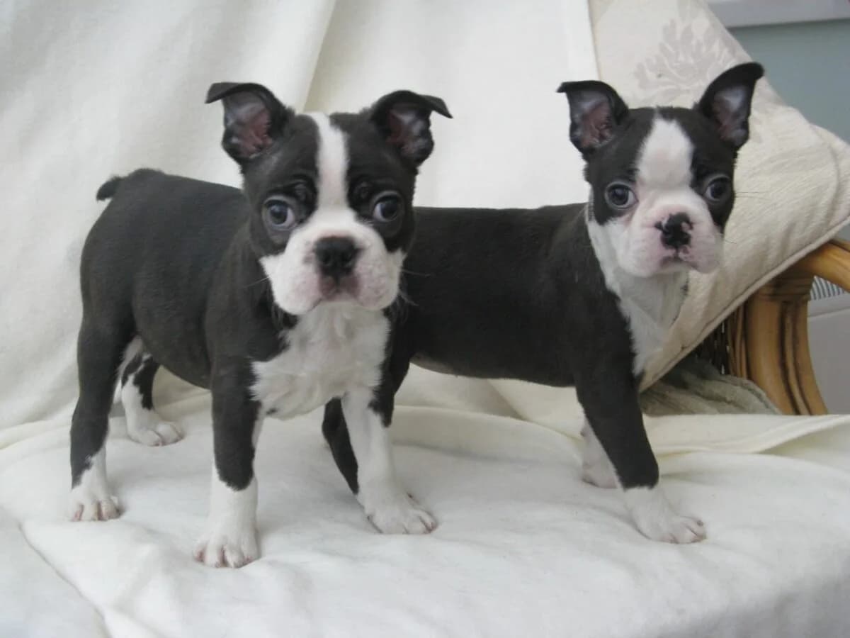 Boston-Terrier-Welpen (Fidy/Coly), female puppy Mixed Breed for adoption at Petsearch.ch, Zurich