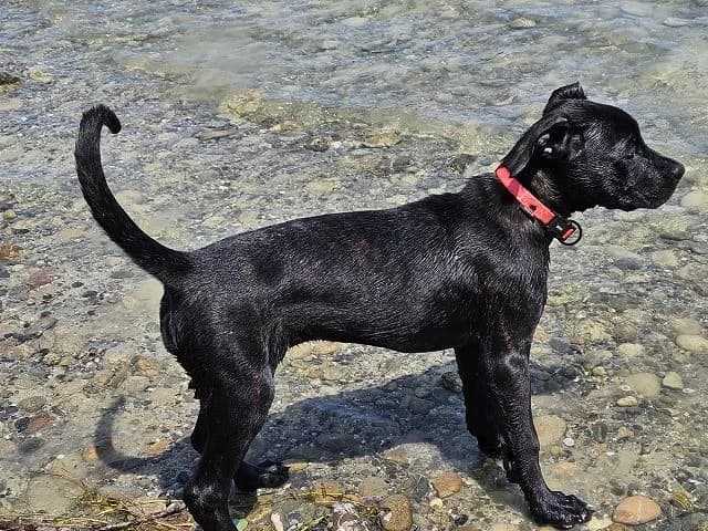 Charmante Boxer-/Malinois Welpen, bereit für den Start ins neue Zuhause, female puppy Mixed Breed for adoption at Petsearch.ch, Zurich