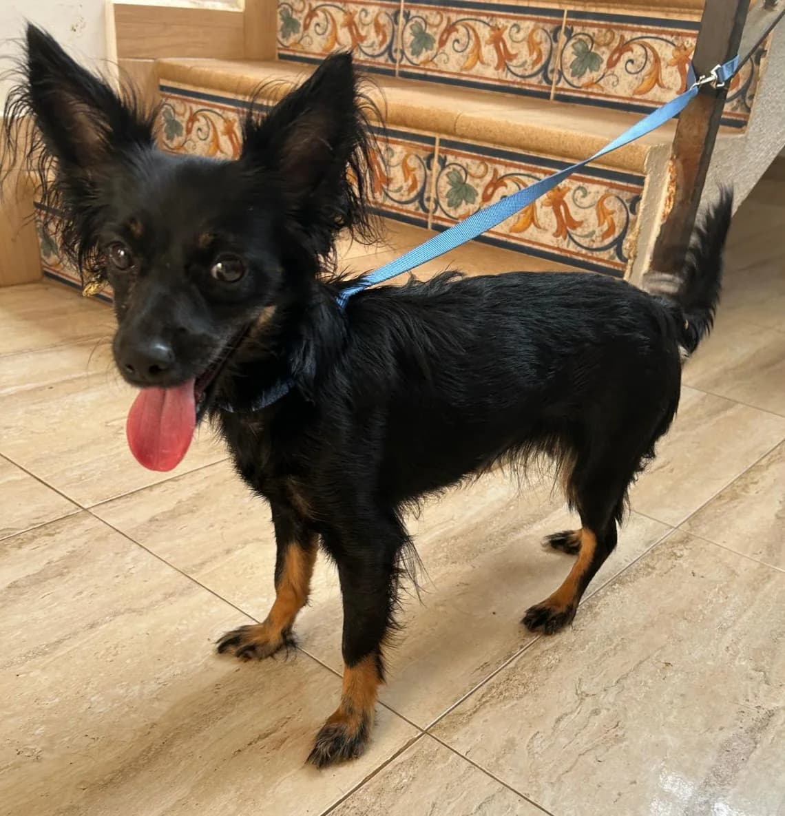 Papillon Leonie, female young Mixed Breed for adoption at Petsearch.ch, Zurich