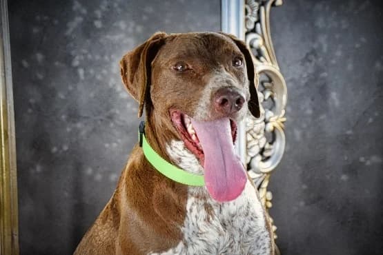 Freddy – feiner Begleiter, male young Mixed Breed for adoption at Petsearch.ch, Zurich