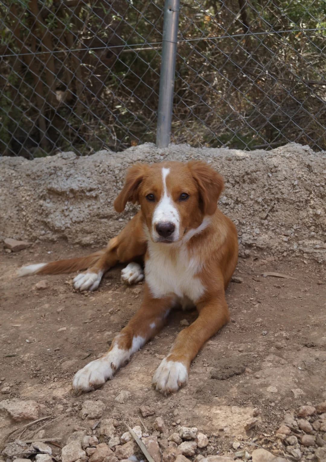 Welpenjunge Gregor, male young Mixed Breed for adoption at Petsearch.ch, Zurich