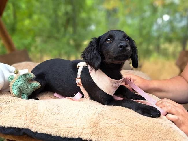 ZURI, hübsches Mischlingsmädchen, ca. 2,5 Monate, 27cm, 4,4kg, female 3yo Mixed Breed for adoption at Petsearch.ch, Zurich