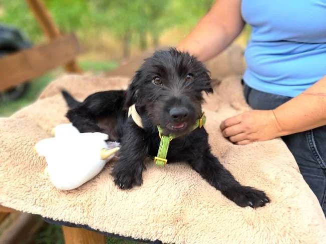 ZITO, lustiger Mischlingsbub, ca. 2,5 Monate, 24cm, 4,6kg, male 3yo Mixed Breed for adoption at Petsearch.ch, Zurich