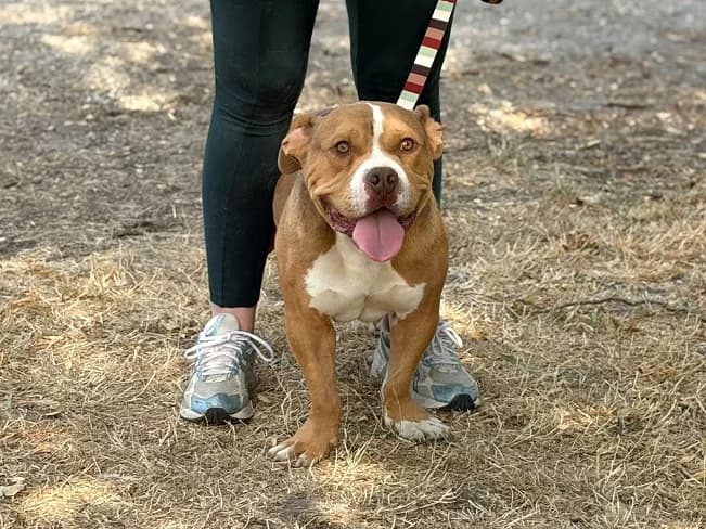 BUCHO, liebesbedürftiger Mischlingsrüde, ca. 7 Jahre, 41cm, 17kg, female 3yo Mixed Breed for adoption at Petsearch.ch, Zurich