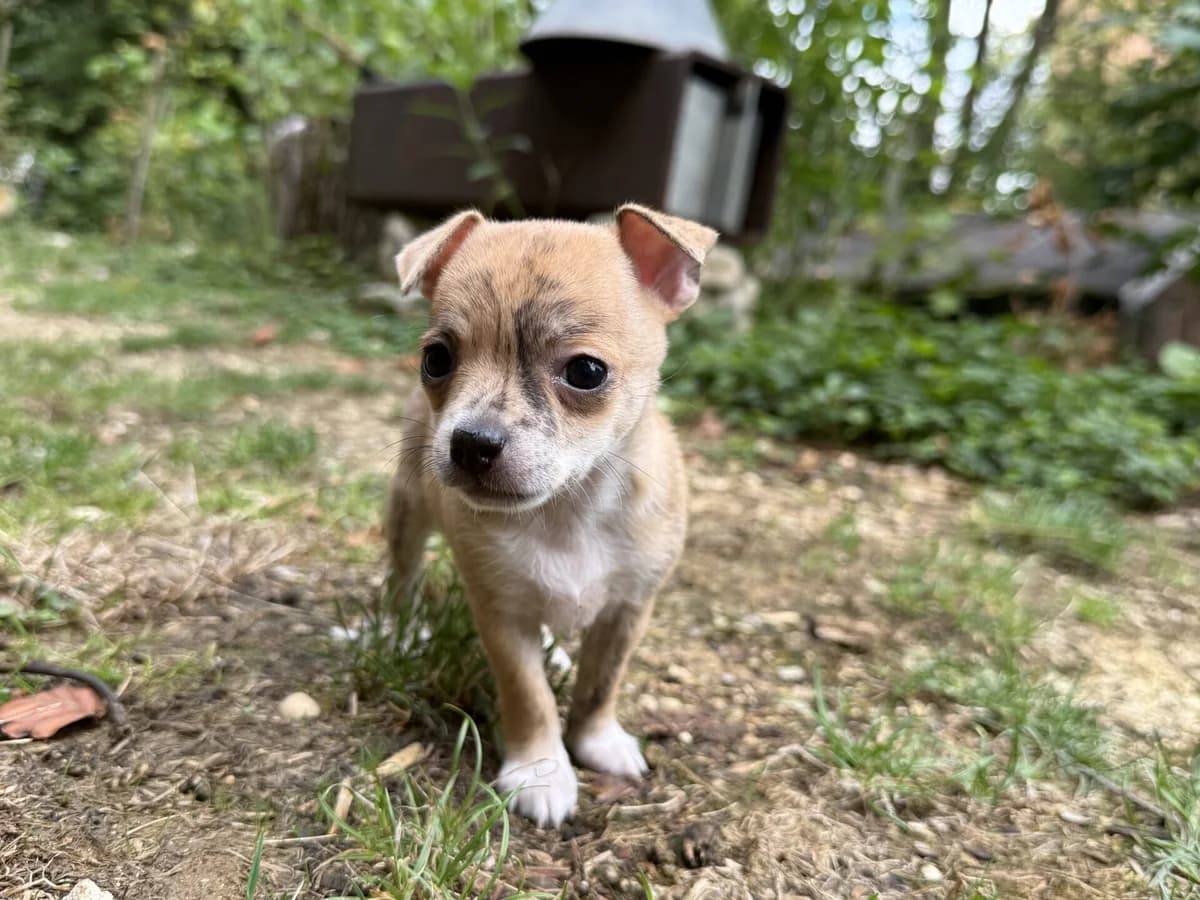 Gesunde, robuste Chihuahua mix Welpen abzugeben, female puppy Mixed Breed for adoption at Petsearch.ch, Zurich
