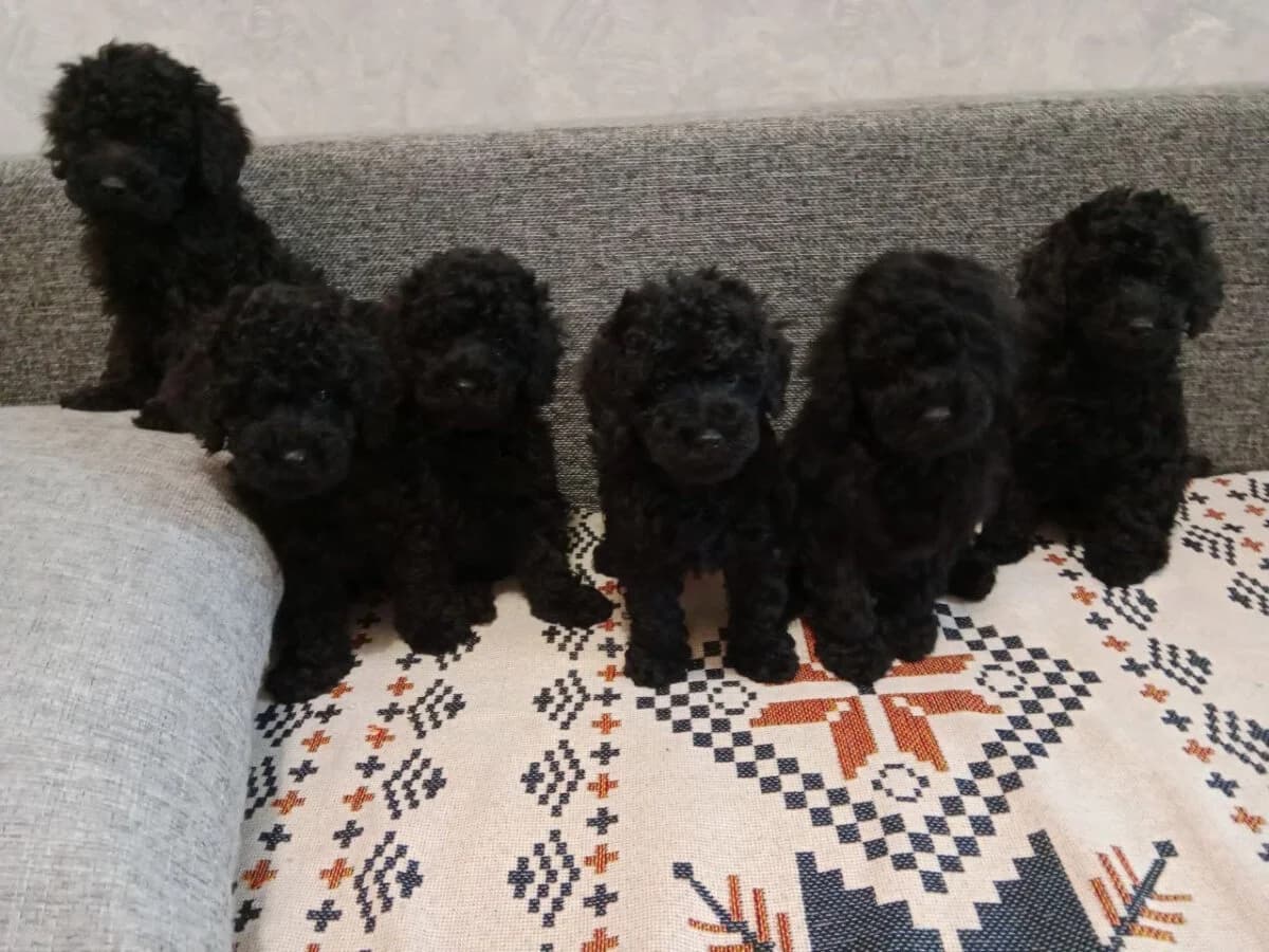 Wunderschöne Medium-Pudel-Welpen, puppy Mixed Breed for adoption at Petsearch.ch, Zurich