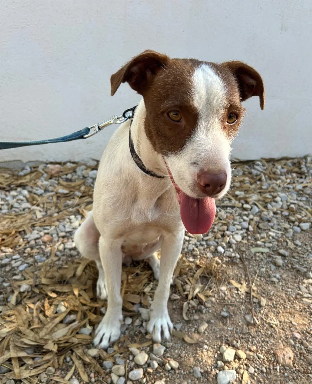 Leila möchte noch viel erleben, female young Mixed Breed for adoption at Petsearch.ch, Zurich