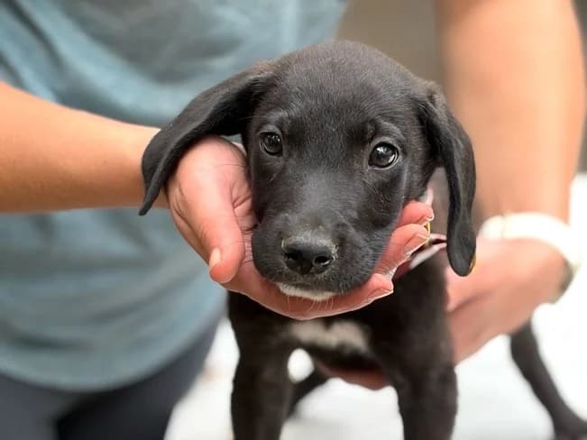 SIMON, sanfter Mischlingsbub, ca. 3 Monate, 33cm, 5,4kg, female 3yo Mixed Breed for adoption at Petsearch.ch, Zurich