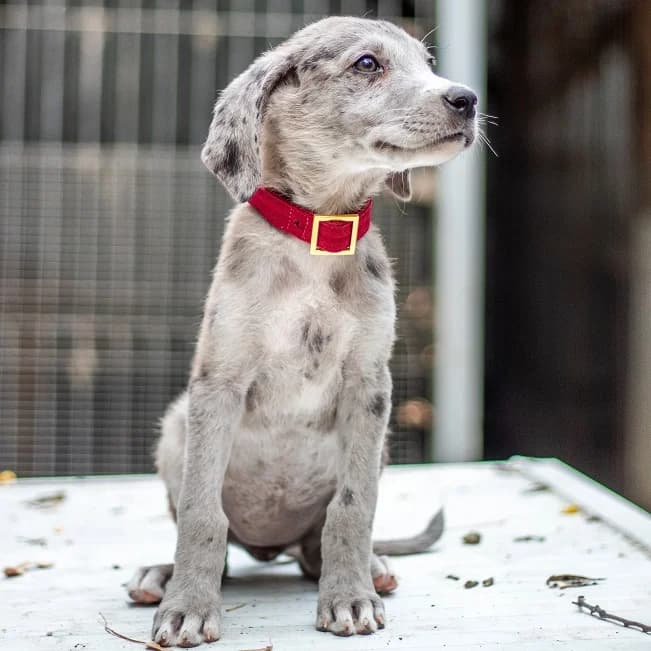 MARI, zauberhaftes Mischlingsmädchen, ca. 3 Monate, 34cm, 4,8kg, merle female 3yo Mixed Breed for adoption at Petsearch.ch, Zurich