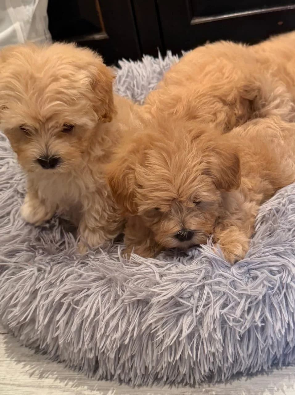 Wunderschöne F1-Maltipoo-Welpen, female puppy Mixed Breed for adoption at Petsearch.ch, Zurich