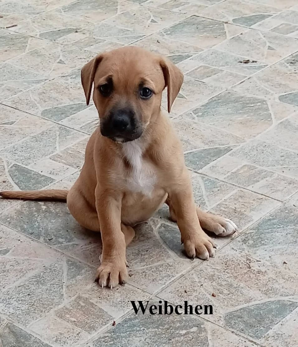 2 Welpenmädchen suchen ein Zuhause, female 4yo Mixed Breed for adoption at Petsearch.ch, Zurich