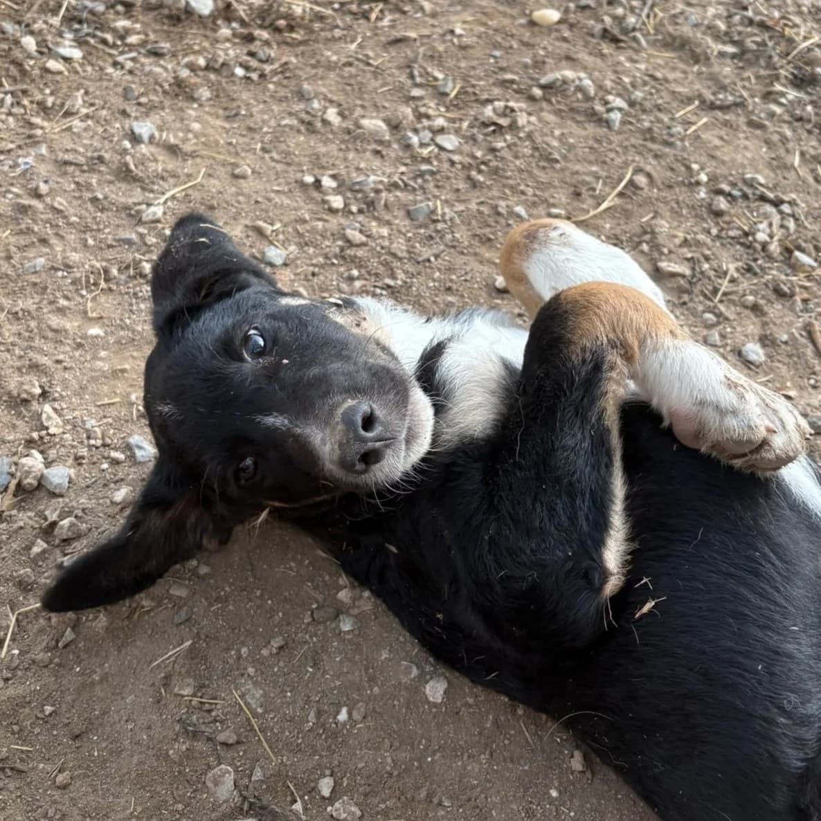 Noah – niedlicher Welpenjunge sucht Geborgenheit, male puppy Mixed Breed for adoption at Petsearch.ch, Zurich