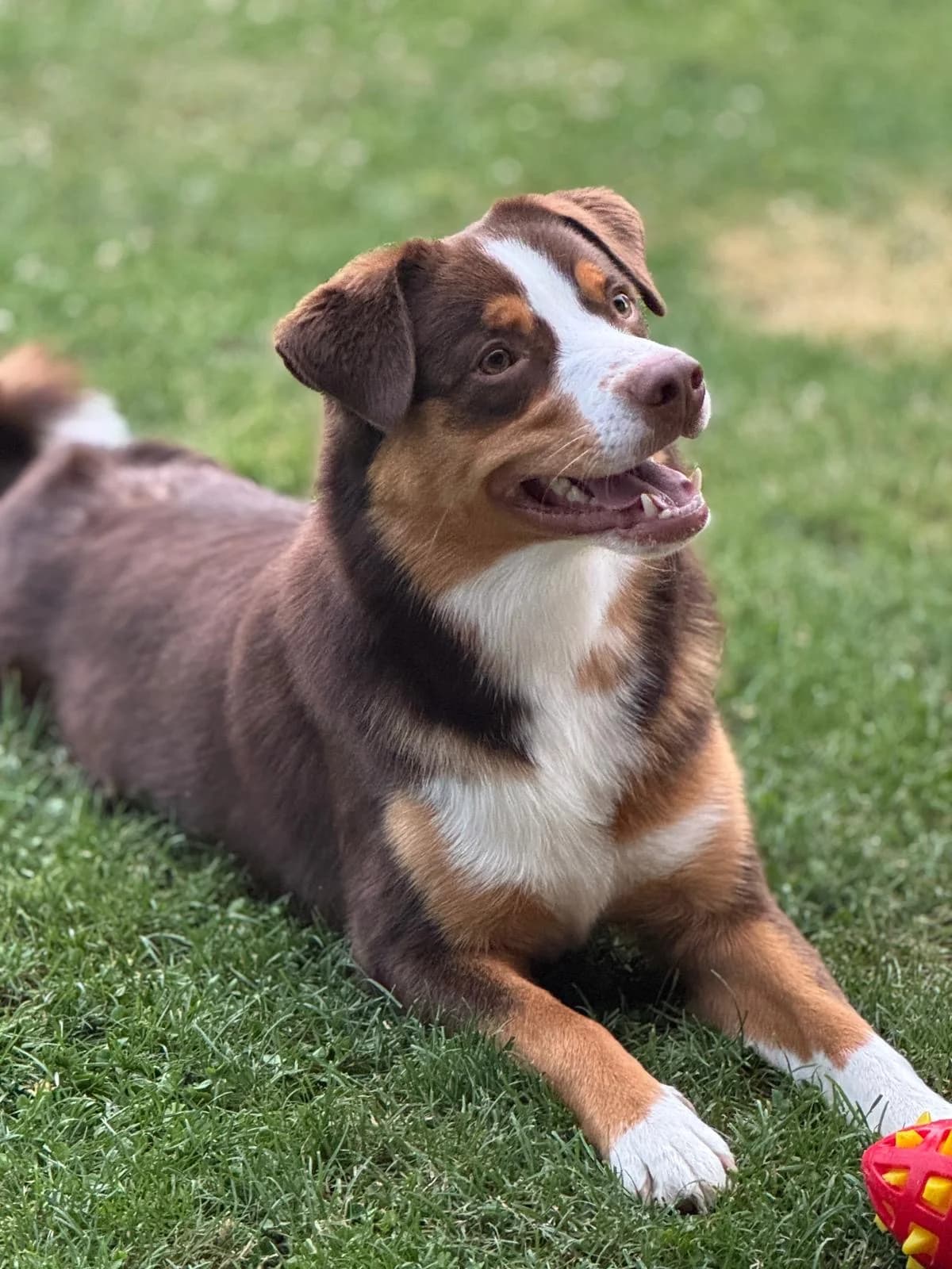 Liebevoller junger Appenzeller sucht ein neues zu Hause, braun male puppy Mixed Breed for adoption at Petsearch.ch, Zurich