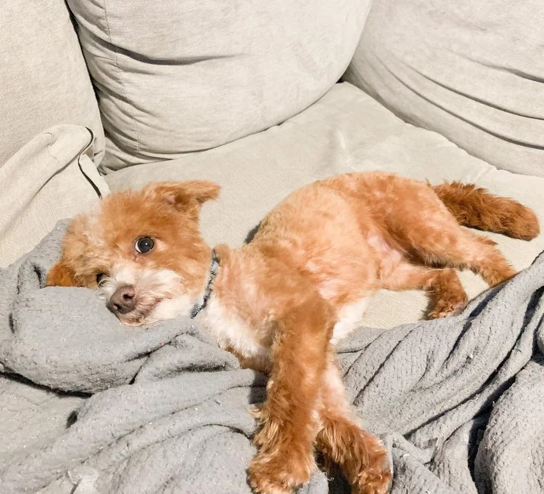 Kenzo sucht einen liebevollen Menschen mit viel Zeit ❤️, male puppy Mixed Breed for adoption at Petsearch.ch, Zurich