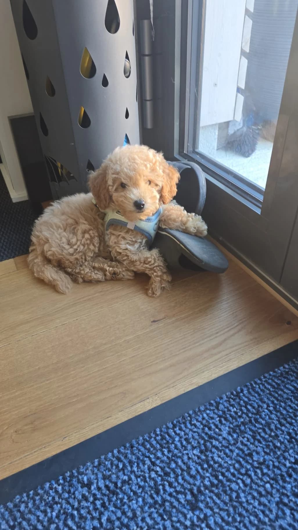 Maltipoo Welpe, male puppy Mixed Breed for adoption at Petsearch.ch, Zurich