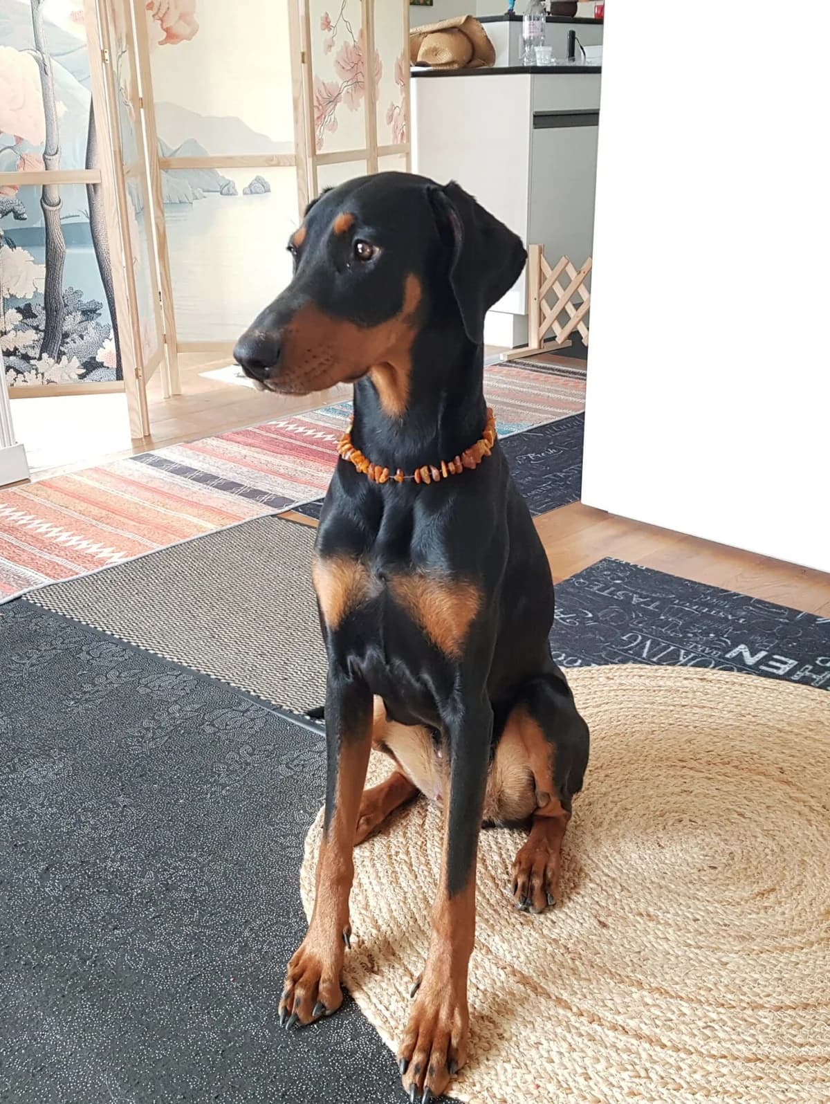 1.5 jährige Dobermann-Hündin zu verkaufen, female puppy Mixed Breed for adoption at Petsearch.ch, Zurich