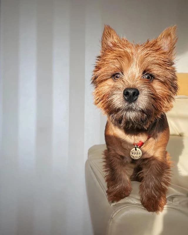 Liebevolle Norwich-Terrier-Hündin, female puppy Mixed Breed for adoption at Petsearch.ch, Zurich