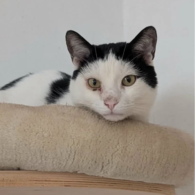 Ziro, 3yo Mixed Breed for adoption at Pfotenhilfe Mogli, Bowil