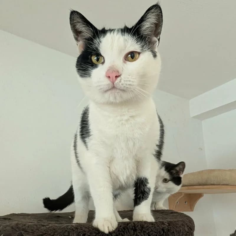 Filou, 3yo Mixed Breed for adoption at Pfotenhilfe Mogli, Bowil
