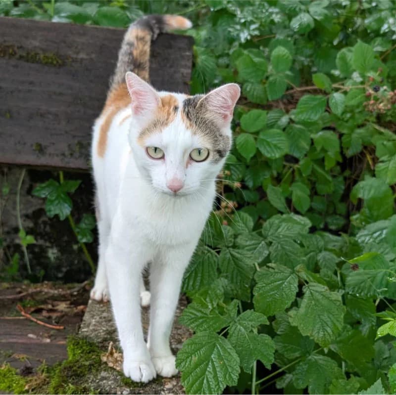 Arely, 3yo Mixed Breed for adoption at Pfotenhilfe Mogli, Bowil